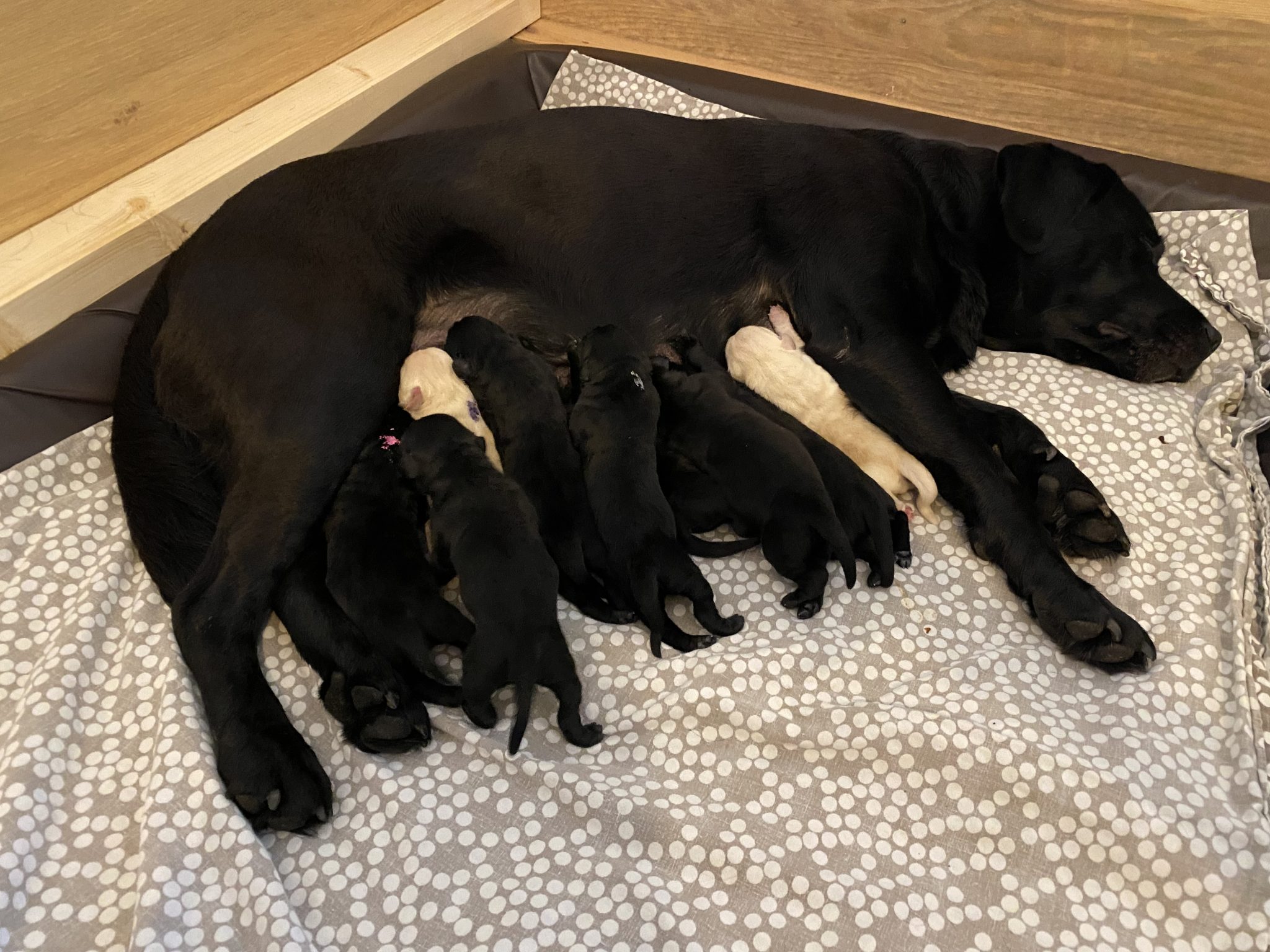 Labrador vom rosa Schlössl I Labrador-Zucht Oberösterreich