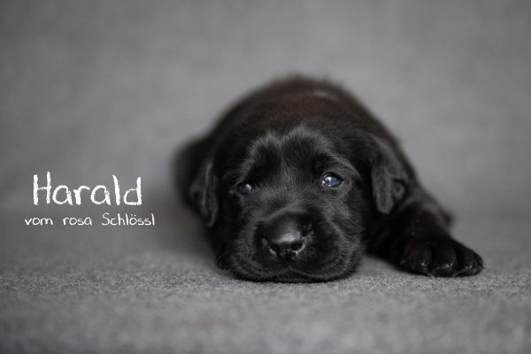 Harald (28 von 36)-Bearbeitet