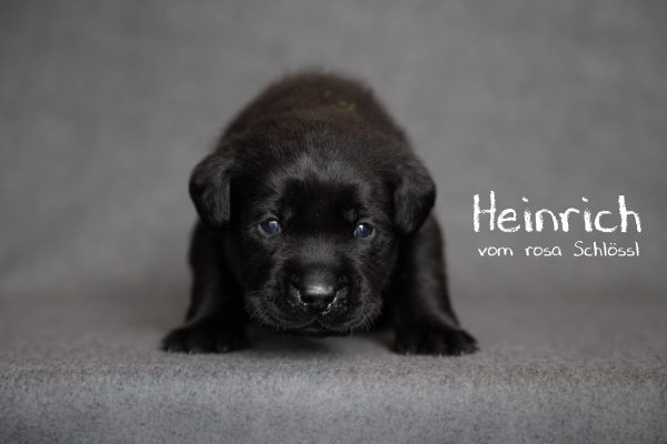 Heinrich (6 von 31)-Bearbeitet