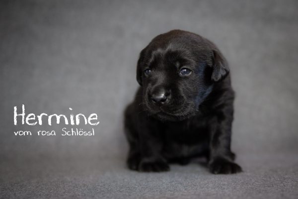 Hermine (37 von 38)-Bearbeitet